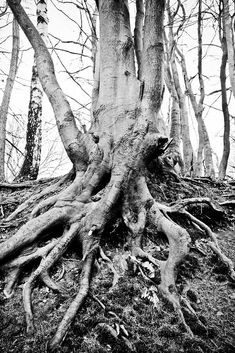 black and white photograph of an old tree with exposed roots