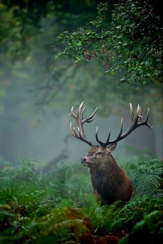 a deer standing in the middle of a forest filled with green plants and tall grass