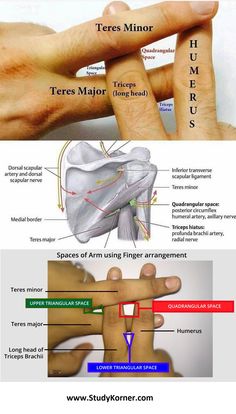 Shoulder Anatomy, Physical Therapy School, Pt School, Nursing School Survival, Human Body Anatomy, Frosé, Medicine Student