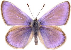 a close up of a purple butterfly on a white background