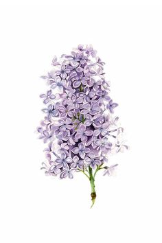 a bunch of purple flowers on a white background