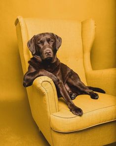 a brown dog sitting on top of a yellow chair