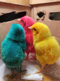 two small chicks standing next to each other in a room with peeling paint on the walls