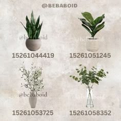 four different types of plants in vases on a wall with the numbers below them