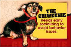 a black and brown dog wearing a red collar sitting in front of a sign that says the chiweenie needs early socializing to avoid behavior issues