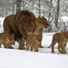 two adult lions and three young cubs walking in the snow