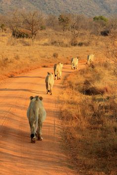 a group of lions walking down a dirt road