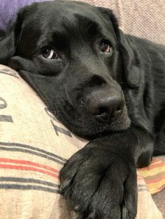 a black dog laying on top of a pillow