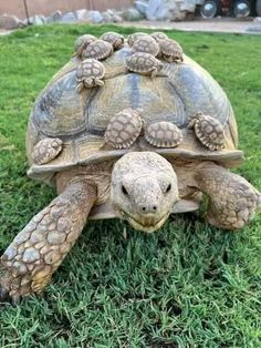 a turtle with four baby turtles sitting on it's back in the green grass