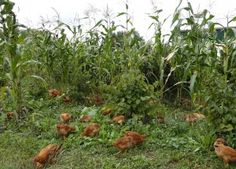 several chickens in the grass near some corn stalks