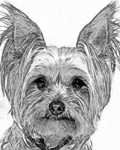 a black and white drawing of a dog