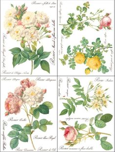 four different types of flowers are shown in this image, each with leaves and flowers on them