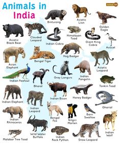 an animal map with all the different types of animals and their names in english or spanish