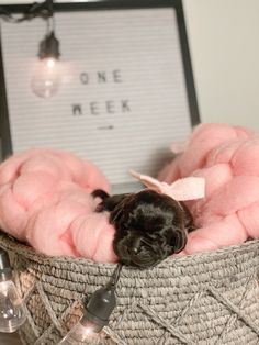 a small black puppy is curled up in a basket with pink blankets and lights around it