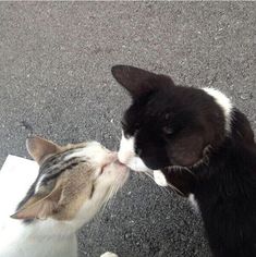 two cats are kissing each other on the street and one is black, white and brown