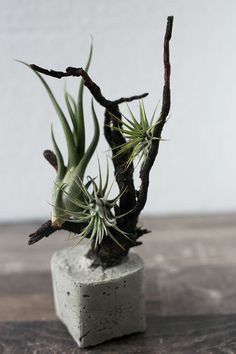 two air plants sitting on top of a cement block