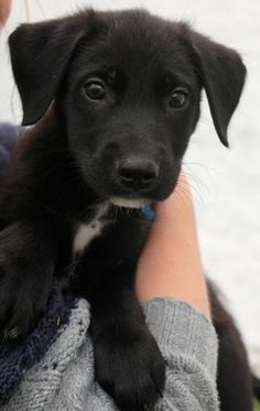 a black puppy is being held in someone's arm by its owner, who is wearing a sweater