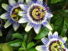 blue and white flowers with green leaves in the background