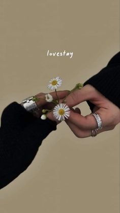 two hands holding daisies with the words lovestang written above them