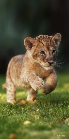 a small lion cub running across a lush green field