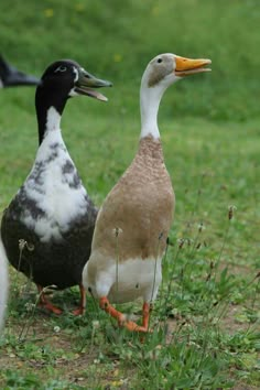 two ducks standing next to each other in the grass