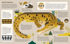 an info sheet showing the different types of crocodiles