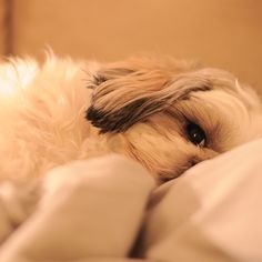 a small dog laying on top of a bed covered in white sheets and blankets with his head resting on the pillow