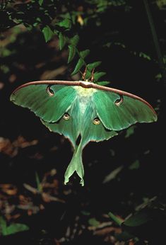 a large green moth sitting on top of a leaf