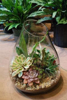 a glass vase filled with plants on top of a table next to potted plants