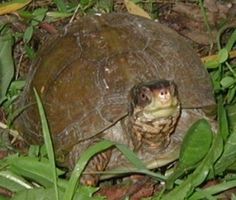 a small turtle is sitting in the grass