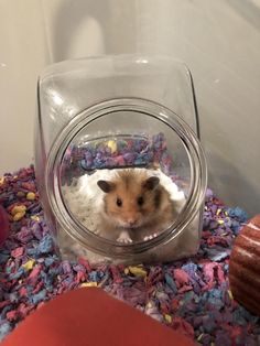 a hamster in a glass bowl on top of a pile of sprinkles