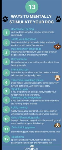 the top ten ways to mentally simulate your dog's health and safety