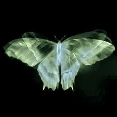 a large white butterfly sitting on top of a black surface