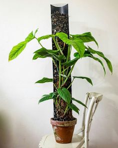 a potted plant sitting on top of a white chair