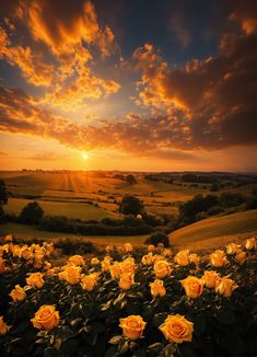 the sun is setting over a field with yellow roses in front of some green hills