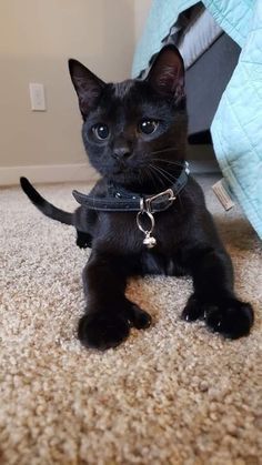 a black cat sitting on the floor wearing a collar