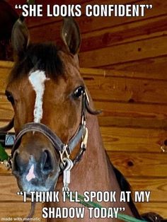 a brown horse with white stripe on it's face and the words, she looks confident i think i'll spook at my shadow today