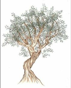 a drawing of an olive tree with green leaves