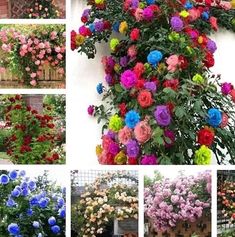 many different types of flowers growing on the side of a building