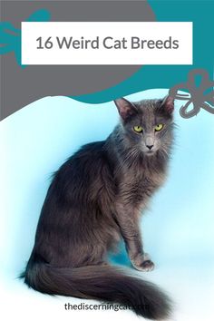 a gray cat sitting on top of a blue and white background with the words, 16 weird cat breeds