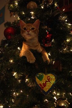 a cat sitting in the top of a christmas tree with decorations on it's branches