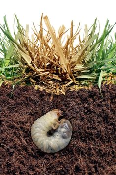 a worm crawling in the dirt next to some grass and corn stalks on top of it