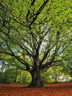 a large tree with lots of leaves on the ground