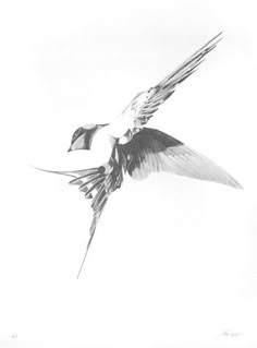 a black and white photo of a bird flying in the sky with its wings spread