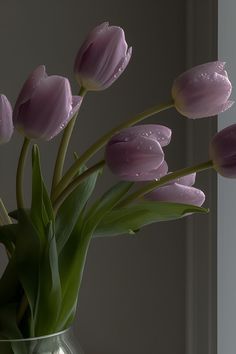 purple tulips in a glass vase with water droplets