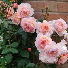 pink roses are blooming in front of a brick wall