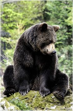 a large brown bear sitting on top of a moss covered rock