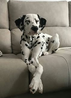 a dalmatian dog sitting on top of a couch