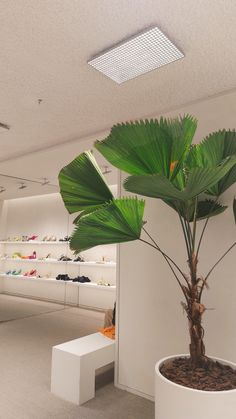 a large plant in a white pot on the floor next to a bench and shoe rack