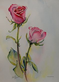 a painting of two pink roses on a white background